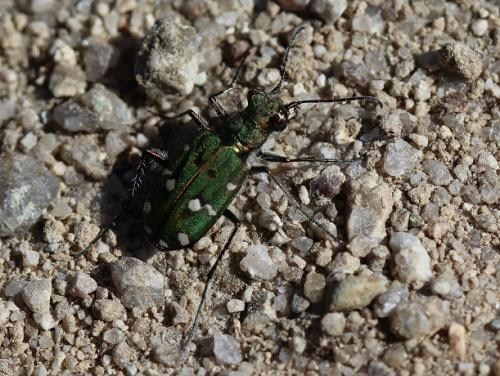 Réf. 184 481 : Cicindela campestris